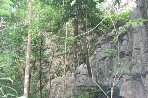 Rừng lá rộng thường xanh nhiệt đới trên núi đá vôi