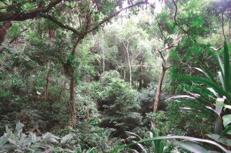 Rừng lá rộng thường xanh nhiệt đới trên núi đất